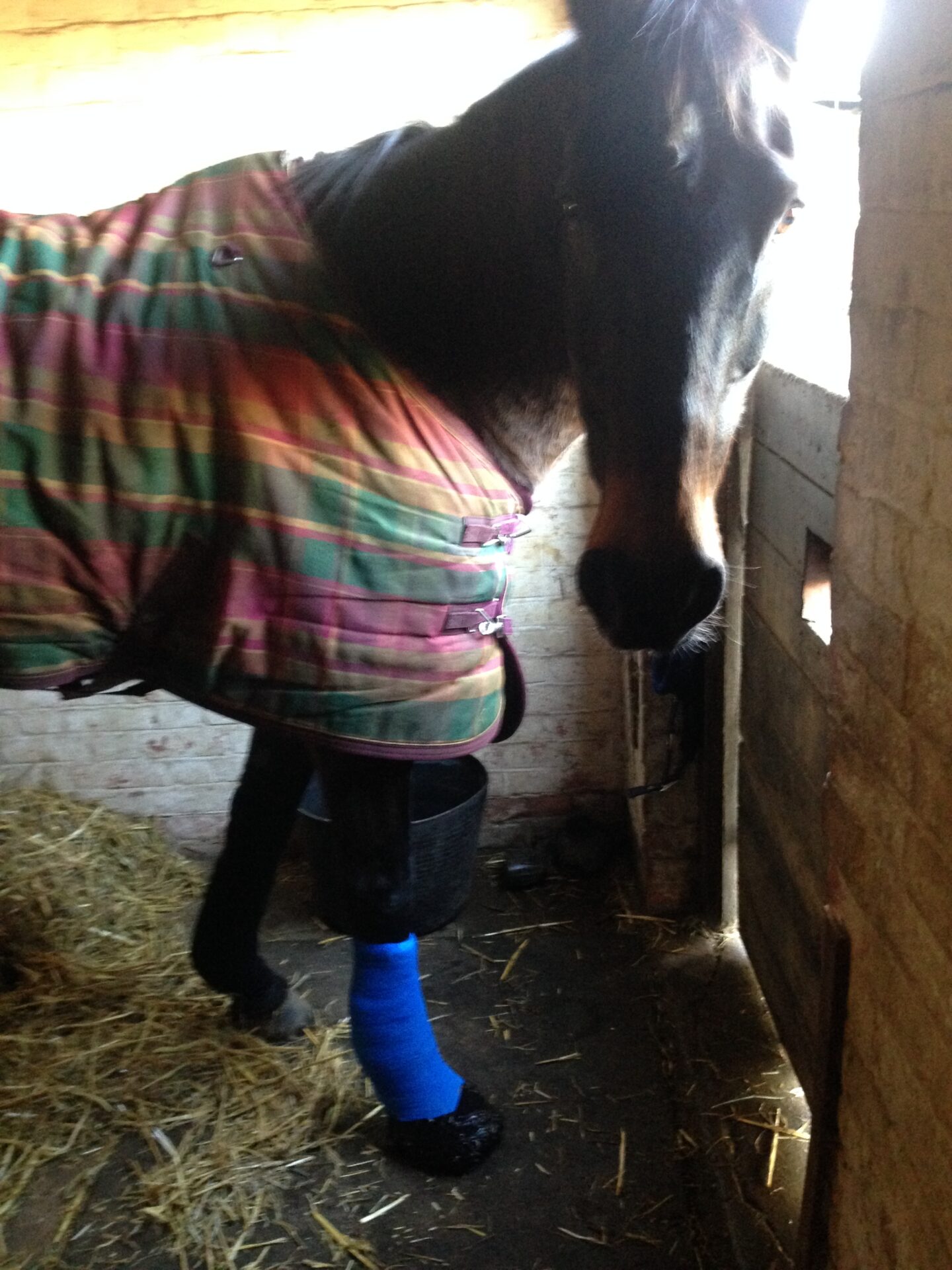 Poorly horse