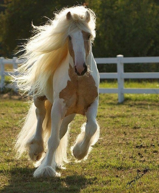 Blonde bombshell horse