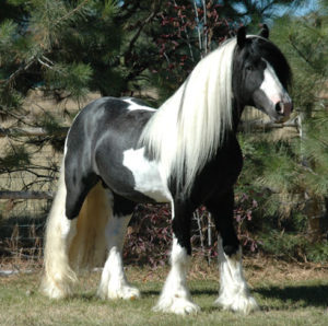 Five horses with better hair than you - Heels and Hooves