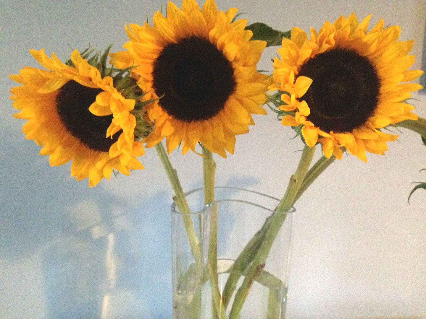 Happy days: Sunflowers and coffee dates