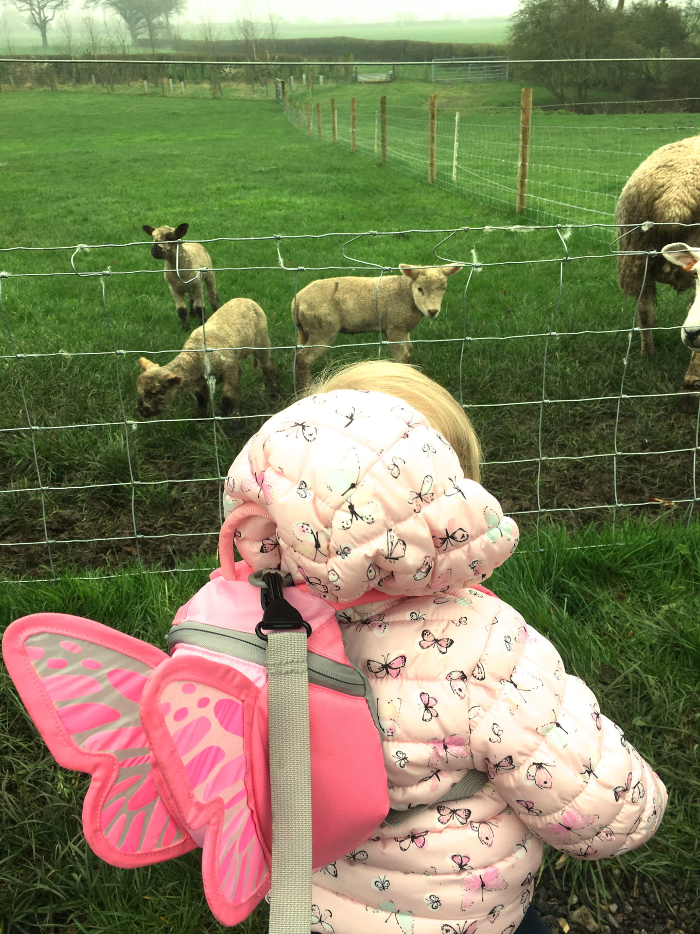 14 month old girl with back to the camera, looking at a field of sheep and lambs