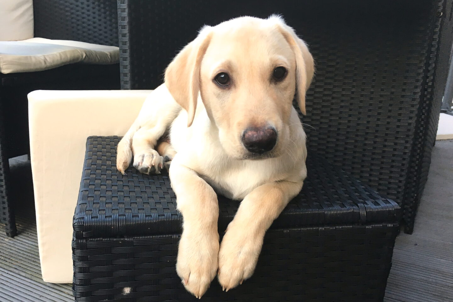 yellow labrador puppy sitting on garden furniture in the house of the puppy owner