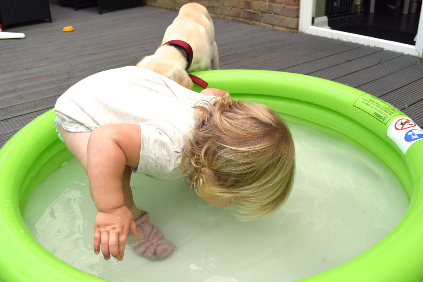 18 month old girl drinking from a paddling pool, copying puppy