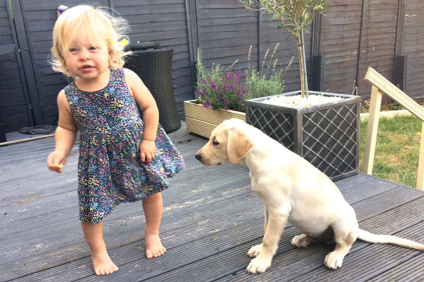 18 month old girl dancing with yellow labrador puppy