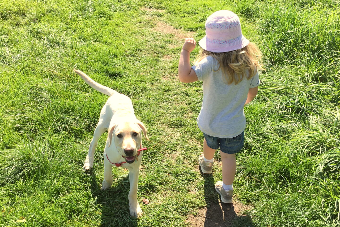 weekly gratitudes - toddler and puppy walking together