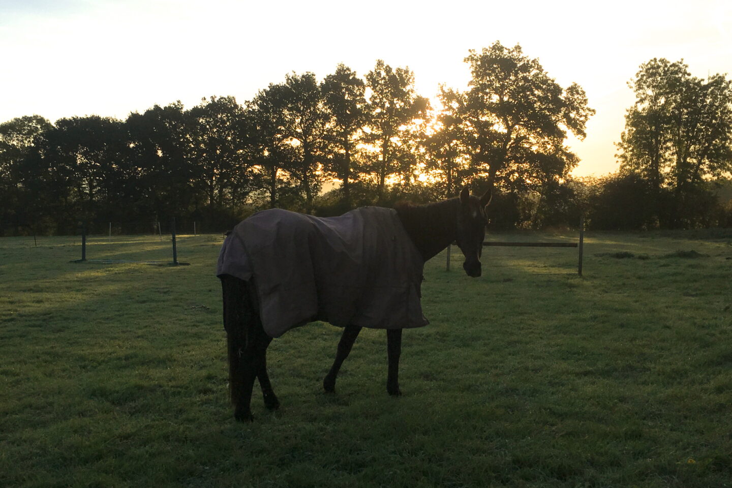 horse standing in field in early morning sunshine