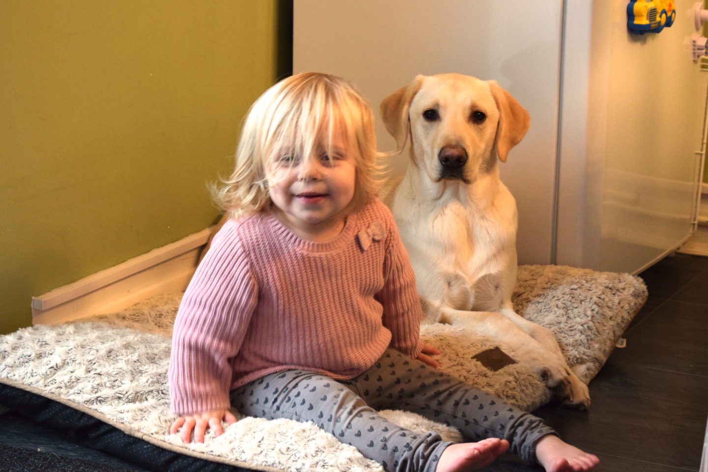 22 months old girl sitting in a dog bed with a yellow labrador