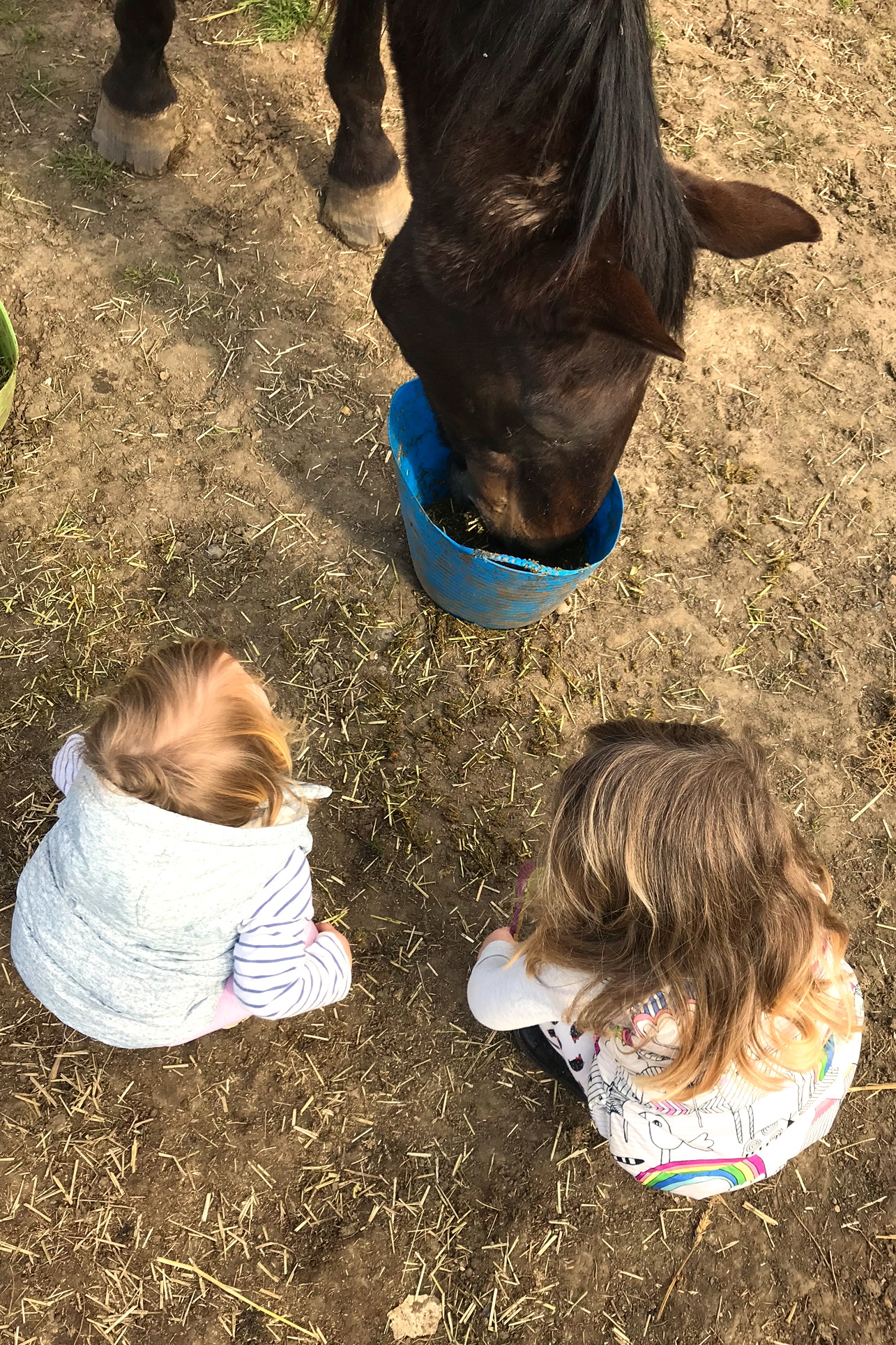 two sisters crouched in front of a horse eating from a bucket