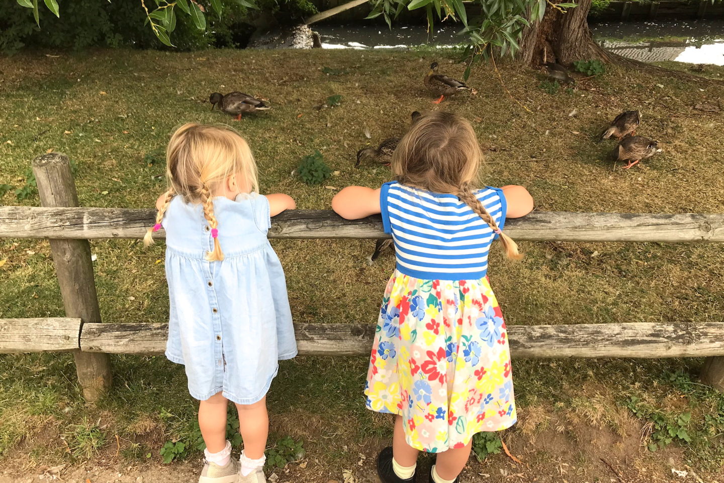 Two sisters from behind, leaning on a fence, looking at ducks